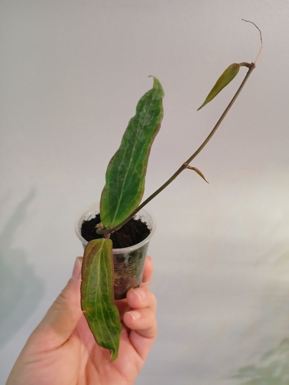 Hoya Bordini Cutting